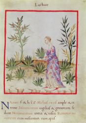 Ms 3054 f.10 Harvesting Lettuces, from 'Tacuinum Sanitatis' (vellum) | Obraz na stenu