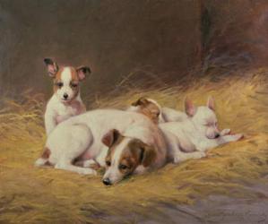 A Terrier with Three Puppies | Obraz na stenu