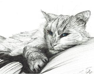 Monty,napping, 2016, (ink on paper) | Obraz na stenu