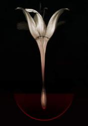 Bleeding lily,2013,(Photo manipulation) | Obraz na stenu