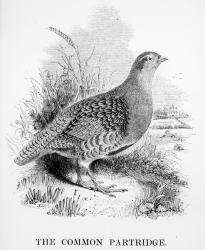 The Common Partridge, illustration from 'A History of British Birds' by William Yarrell, first published 1843 (woodcut) | Obraz na stenu