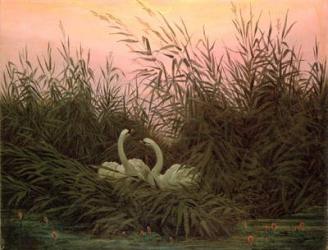 Swans in the Reeds, c.1820 (oil on canvas) | Obraz na stenu