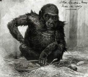 The Gorilla at the Zoological Society's Gardens, from the 'Illustrated London News', 12th November 1887 (engraving) (b/w photo) | Obraz na stenu