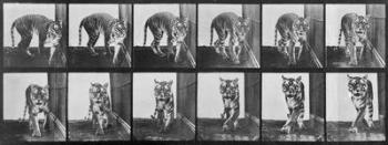 Tiger pacing, from 'Animal Locomotion', 1887 (b/w photo) | Obraz na stenu