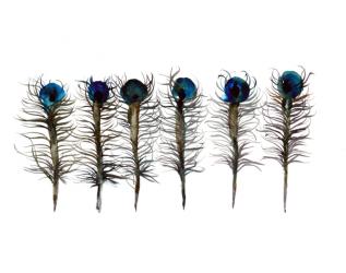 Six Peacock Feathers, Nature Series, 2017, (watercolour) | Obraz na stenu