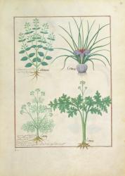 Ms Fr. Fv VI #1 fol.121r Calamint, Crocus, Carraway and Citusa, illustration from 'The Book of Simple Medicines' by Mattheaus Platearius (d.c.1161) c.1470 (vellum) | Obraz na stenu