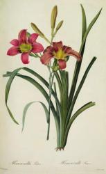 Hemerocallis fulva (lily), from ,Les Liliacees', 1808-16 | Obraz na stenu