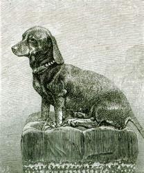 The Dog Jacob, from 'The Illustrated London News', 3rd November 1883 (litho) (b/w photo) | Obraz na stenu
