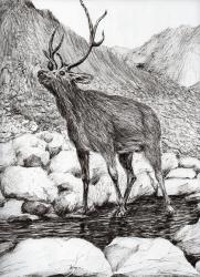 Stag, 2011, (ink on paper) | Obraz na stenu