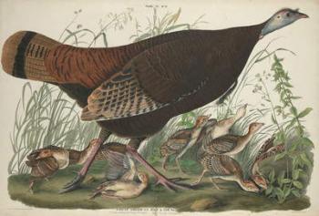 Great American Hen and Young, 1827 (coloured engraving) | Obraz na stenu