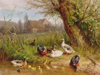 Mallard Ducks with their Ducklings (oil on canvas) | Obraz na stenu