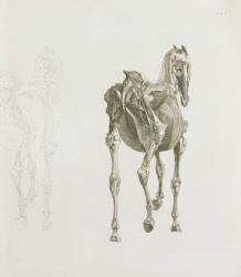 Tab. XV, from 'The Anatomy of the Horse...', 1766 (engraving) | Obraz na stenu