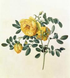 Rosa hemispherica, 18th century | Obraz na stenu