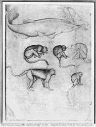 Six Monkeys and a Sturgeon, from The Vallardi Album (pen & ink on paper) (b/w photo) | Obraz na stenu