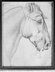 Head of a horse, from the The Vallardi Album (pen & ink on paper) (b/w photo) | Obraz na stenu