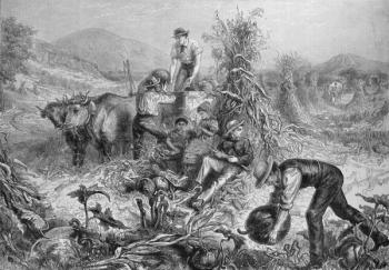 American Husbandry: Gathering Pumpkins and Husking Maize, from 'The Illustrated London News', 24th September 1881 (engraving) | Obraz na stenu