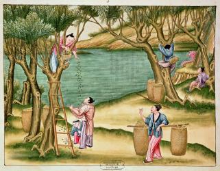 Collecting mulberries, from a book on the silk industry (gouache on paper) | Obraz na stenu