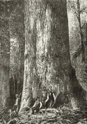 Giant Gum Tree, c.1880, from 'Australian Pictures' by Howard Willoughby, published by the Religious Tract Society, London, 1886 (litho) | Obraz na stenu