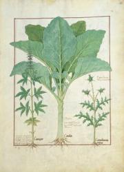Ms Fr. Fv VI #1 fol.145r Cannabis, Brassica and Thistle, Illustration from the 'Book of Simple Medicines' by Mattheaus Platearius (d.c.1161) c.1470 (vellum) | Obraz na stenu