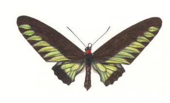 Birdwing Butterfly, Trogonoptera brookianus, 2006 (w/c on paper) | Obraz na stenu