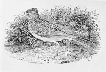 The Skylark (Alauda arvensis) from the 'History of British Birds' Volume I, pub. 1797 (wood engraving) | Obraz na stenu