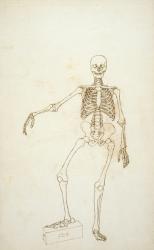 Study of the Human Figure, Anterior View, from 'A Comparative Anatomical Exposition of the Structure of the Human Body with that of a Tiger and a Common Fowl', 1795-1806 (pen and ink over graphite on wove paper) | Obraz na stenu