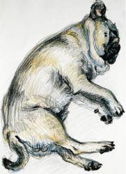 Sleeping Pug One, 2000, (oil pastel) | Obraz na stenu