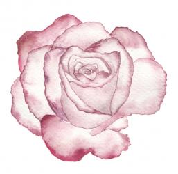 Rose, 2016 (watercolour) | Obraz na stenu