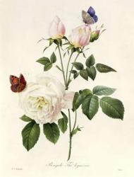 Rosa: Bengale the Hymenes, from 'Les Roses', 19th century (coloured engraving) | Obraz na stenu