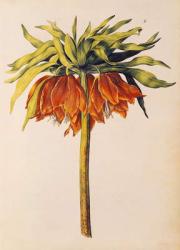 Crown Imperial Lily or Fritillary, from 'La Guirlande de Julie', c.1642 (w/c on vellum) | Obraz na stenu