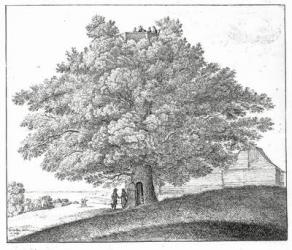 Hollow Tree at Hampstead, 1663 (engraving) | Obraz na stenu