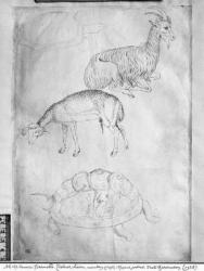 Two tortoises, goat and sheep, from the The Vallardi Album (pen & ink on paper) (b/w photo) | Obraz na stenu