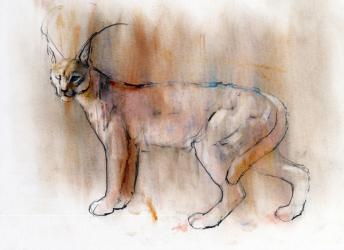 Arabian Caracal, 2009 (conte & charcoal on paper) | Obraz na stenu