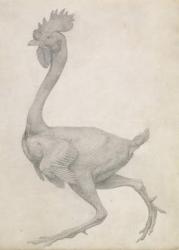 Fowl: Lateral view with Most Feathers Removed, from the series 'A Comparative Anatomical Exposition of the Structure of the Human Body with that of a Tiger and a Common Fowl' (graphite on paper) | Obraz na stenu
