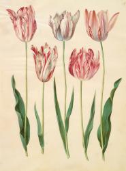 Tulipa gesneriana from the album Gottorfer Codex, c.1650 (gouache on parchment) | Obraz na stenu