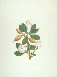 Aquariti (leaves, flowers and fruit) (gouache over graphite on paper) | Obraz na stenu