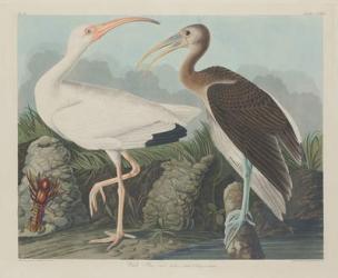 White Ibis, 1834 (coloured engraving) | Obraz na stenu