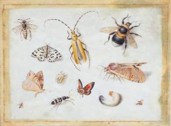 A Study of Butterflies and other Insects (gouache on vellum) | Obraz na stenu
