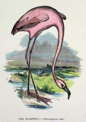 Flamingo (Phoenicopterus Ruber) (colour litho) | Obraz na stenu