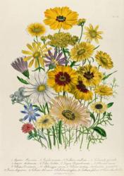 Daisies, plate 31 from 'The Ladies' Flower Garden', published 1842 (colour litho) | Obraz na stenu
