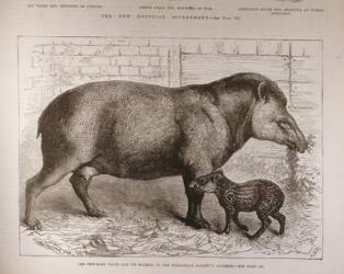 The Newborn Tapir and Its Mother, in the Zoological Society's Gardens, from 'The Illustrated London News', 25th February 1882 (engraving) | Obraz na stenu