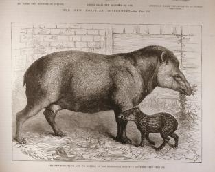 The Newborn Tapir and Its Mother, in the Zoological Society's Gardens, from 'The Illustrated London News', 25th February 1882 (engraving) | Obraz na stenu