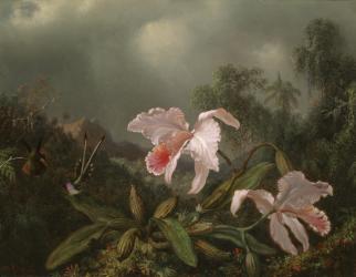 Jungle Orchids and Hummingbirds, 1872 (oil on canvas) | Obraz na stenu