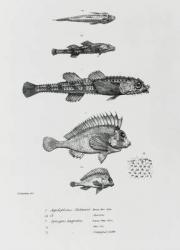 Aspidophorus Chiloensis and Agriopus Hispidus, plate 7 from 'The Zoology of the Voyage of H.M.S Beagle, 1832-36' by Charles Darwin (litho) (b/w photo) | Obraz na stenu