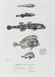 Aspidophorus Chiloensis and Agriopus Hispidus, plate 7 from 'The Zoology of the Voyage of H.M.S Beagle, 1832-36' by Charles Darwin (litho) (b/w photo) | Obraz na stenu