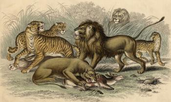 An Asiatic Lion and Lioness, a Bengal Tiger, a Leopard and a Jaguar (coloured engraving) | Obraz na stenu