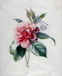 Camellia | Obraz na stenu