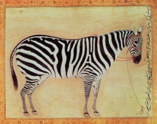Zebra, from the "Minto Album", Mughal, 1621, (gouache on paper) | Obraz na stenu