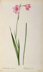 Gladiolus Hirsulus, from `Les Liliacees', 1805 (coloured engraving) | Obraz na stenu