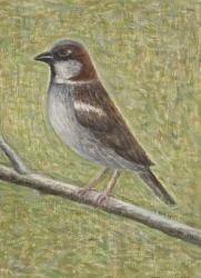 House Sparrow, 2008 (oil on wood) | Obraz na stenu